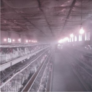 養殖噴霧消毒/養殖噴霧降溫